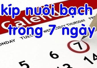 Nuôi bạch thủ trong khung 7 ngày bí quyết chơi không nên bỏ qua